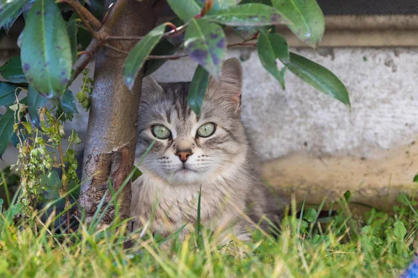 Kvinnliga Pet Sibiriska Rasen Trädgård Bedårande Katten Utomhus Grass Grön — Stockfoto