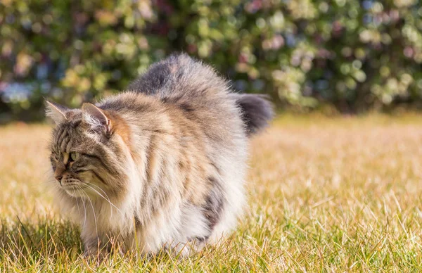 Päls Katten Sibiriska Rasen Trädgård Bedårande Brun Tabby Husdjur Utomhus — Stockfoto