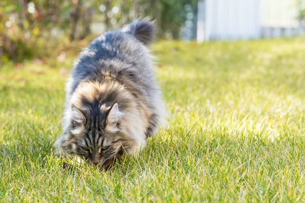 Gato Cabelos Longos Raça Siberiana Jardim Adorável Animal Estimação Livre — Fotografia de Stock