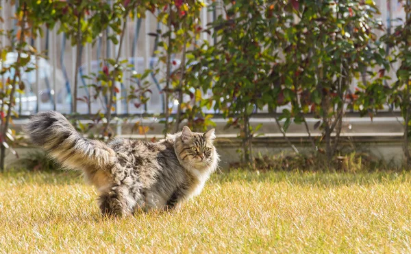 Gato Cabelos Longos Raça Siberiana Jardim Beleza Animal Estimação Livre — Fotografia de Stock