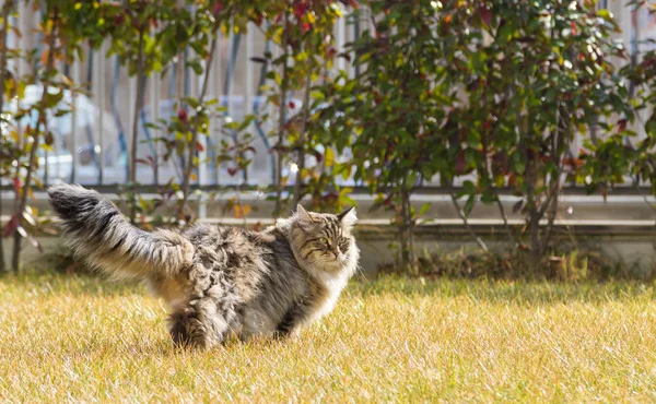 Gato Cabelos Longos Raça Siberiana Jardim Animal Estimação Peludo Livre — Fotografia de Stock