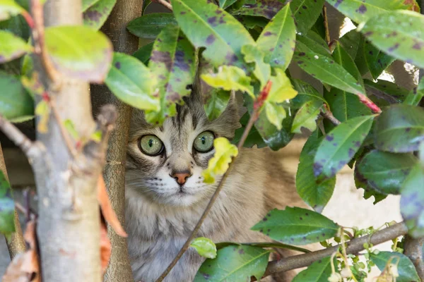 Chat Chevelu Race Sibérienne Dans Jardin Adorable Animal Argent Sous — Photo