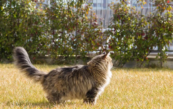 Animal Estimação Cabelos Longos Raça Siberiana Jardim Gato Adorável Livre — Fotografia de Stock