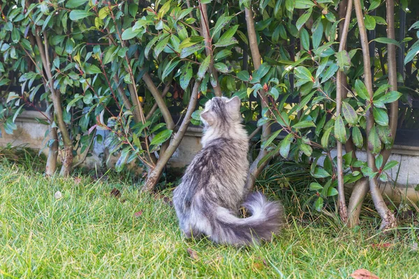 정원에서 시베리아 품종의 고양이입니다 호기심에 연두색 알레르기 동물에 — 스톡 사진