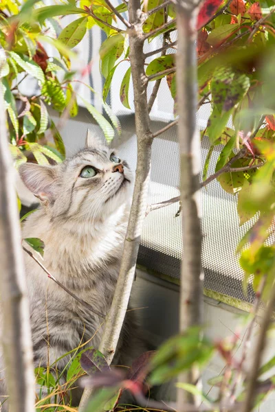 Nieuwsgierige Kat Van Siberische Ras Onder Een Plant Schattig Huisdier — Stockfoto