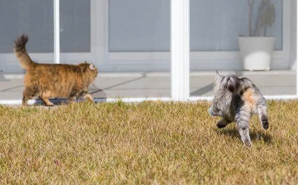 Gatos Cabelos Longos Raça Siberiana Jardim Animais Estimação Adoráveis Livre — Fotografia de Stock