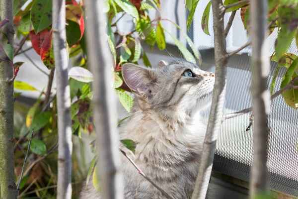 庭でシベリア原産の長い髪の猫 愛らしいペット 植物の下で屋外探して家畜の低刺激性の動物 — ストック写真