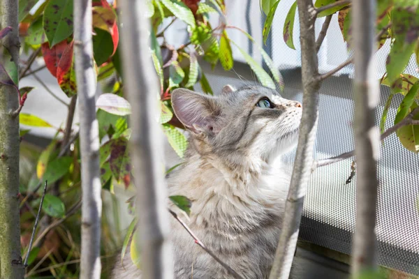 Langharige Kat Van Siberische Ras Een Tuin Schattig Huisdier Buiten — Stockfoto