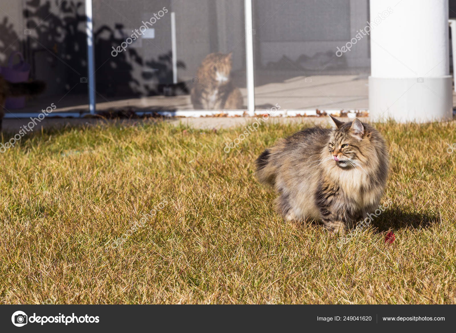Chat A Poils Longs De Race Siberienne En Plein Air Relax Photographie Endomass C Chat A Poils Longs De Race Siberienne En Plein Air Relax Photographie Endomass C