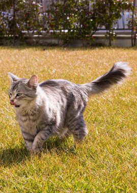 Sibirya doğurmak içinde uzun saçlı kedi relax açık