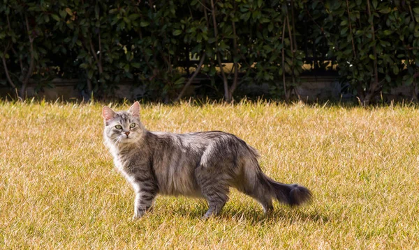 Длинноволосый кот сибирской породы на свежем воздухе — стоковое фото