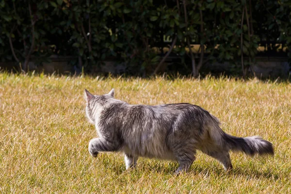 Langharige kat van Siberische ras in ontspannen buiten — Stockfoto