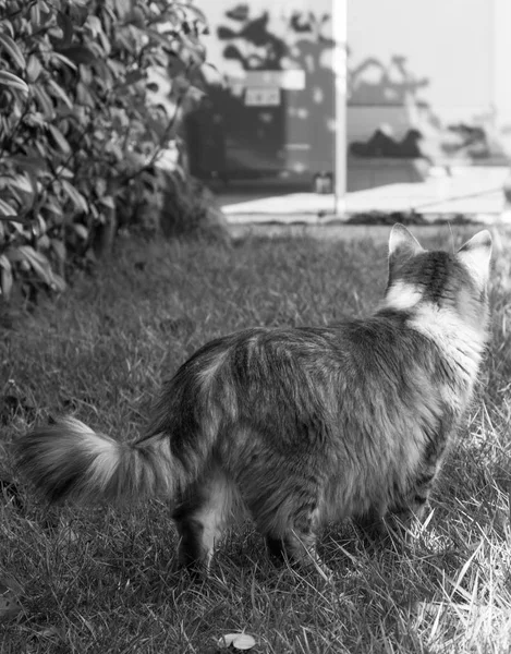 Langharige kat van Siberische ras in ontspannen buiten — Stockfoto