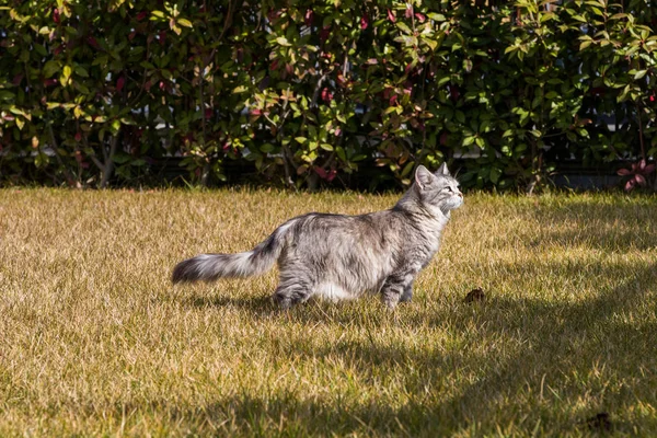 Gato de cabelos longos da raça siberiana em relaxar ao ar livre — Fotografia de Stock