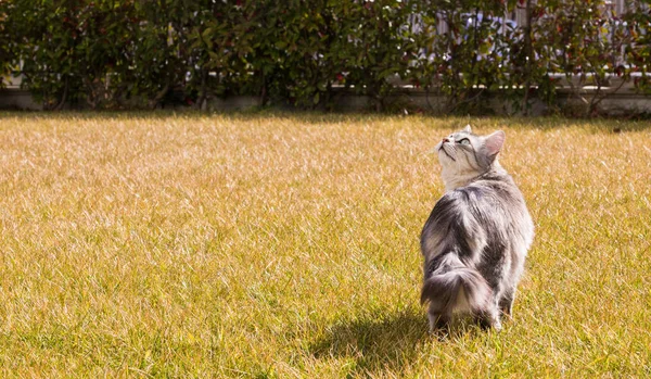 Långhåriga katt av sibiriska rasen i koppla av utomhus — Stockfoto