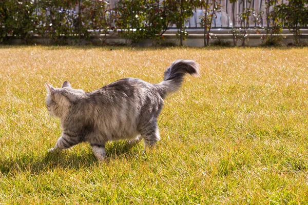 Chat à poils longs de race sibérienne en plein air relax — Photo