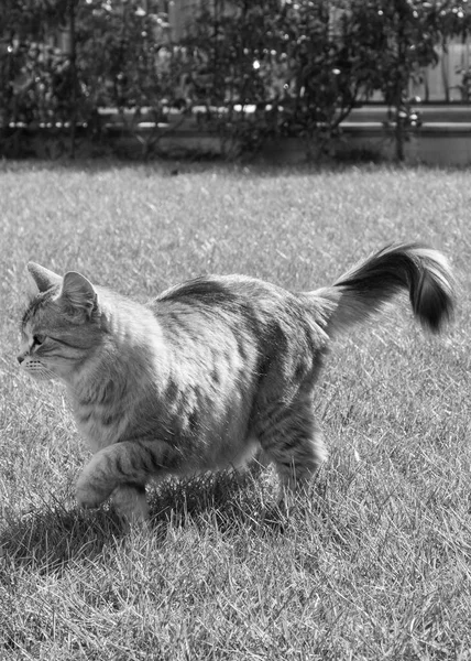 Dlouhé vlasy kočka sibiřského plemene v relax venkovní — Stock fotografie