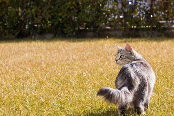 Gato de cabelos longos da raça siberiana em relaxar ao ar livre — Fotografia de Stock