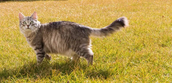 Långhåriga katt av sibiriska rasen i koppla av utomhus — Stockfoto