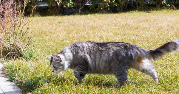 Långhåriga katt av sibiriska rasen i koppla av utomhus — Stockfoto