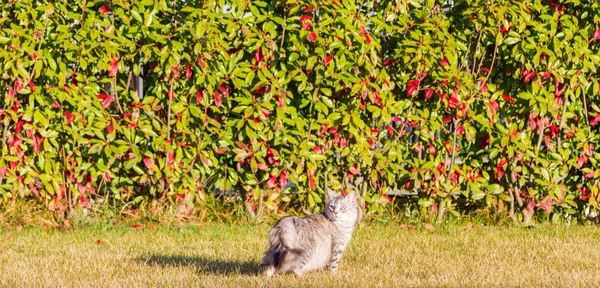 Adorável gato siberiano na grama verde ao pôr do sol, prata c — Fotografia de Stock