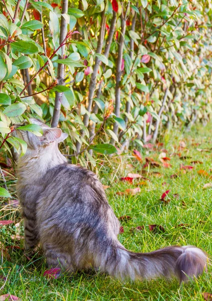 Aranyos szibériai macska, a fű zöld, a femal naplemente, ezüst — Stock Fotó