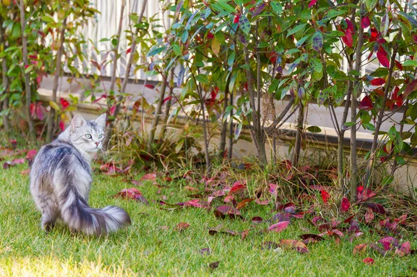 Stříbrná siberian cat na zelené trávě na západ slunce, ženské gen — Stock fotografie