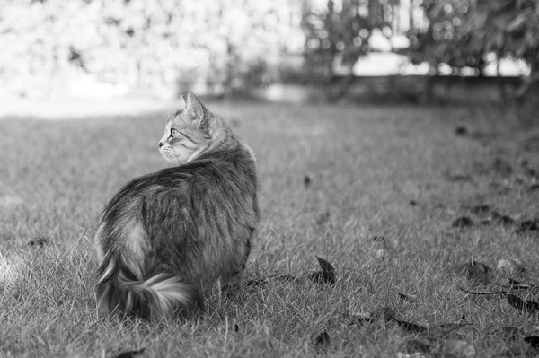 Gato siberiano peludo na grama verde ao pôr do sol — Fotografia de Stock