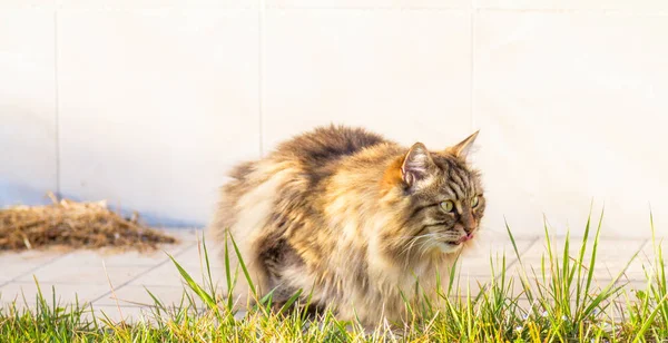 일몰, 솜 털 m에 연두색에 귀여운 시베리아 고양이 — 스톡 사진