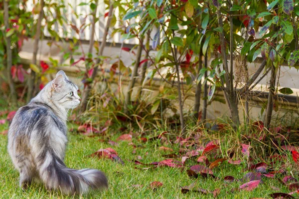 Gato siberiano adorável na grama verde ao pôr do sol, p adorável — Fotografia de Stock