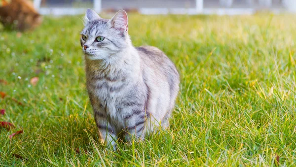 Lovable siberian cat on the grass green at the sunset