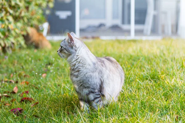 Gato siberiano adorável na grama verde ao pôr do sol, fêmea g — Fotografia de Stock