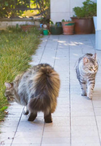 석양에 연두색에 귀여운 시베리아 고양이 — 스톡 사진