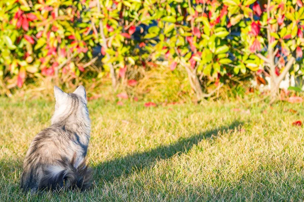 Gatto siberiano soffice sull'erba verde al tramonto, grigio versi — Foto Stock