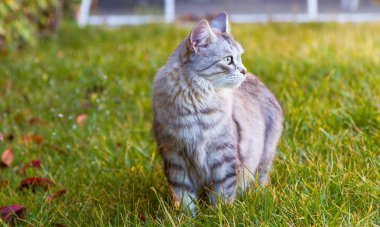 Gün batımında çim yeşil şirin siberian kedi