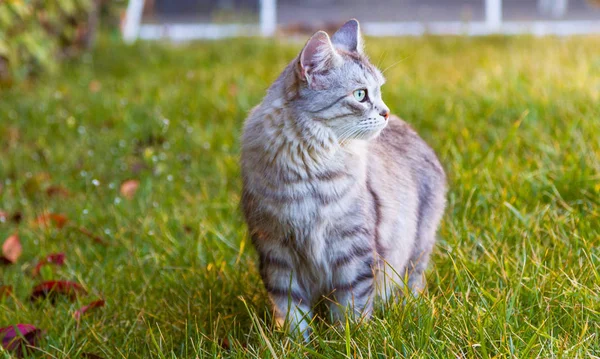 Roztomilý sibiřská kočka na zelené trávě na západ slunce — Stock fotografie