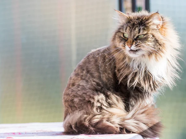 사랑 스러운 긴 머리 고양이의 시베리아 품종에서 휴식을 취하십시오. Hypoallerge — 스톡 사진