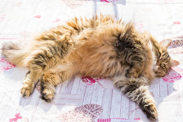 Очаровательный длинноволосый кот сибирской породы в расслаблении. Гипоаллергия — стоковое фото