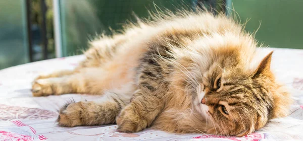 Entzückende langhaarige Katze sibirischer Rasse in Entspannung. Hypoallergie — Stockfoto