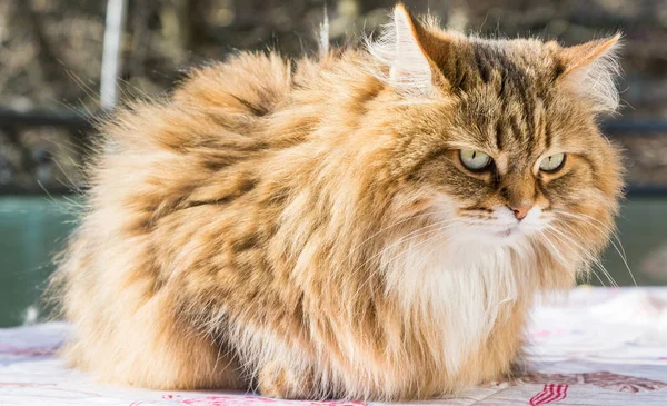 Adorable chat à poils longs de race sibérienne dans la détente. Hypoallergie — Photo