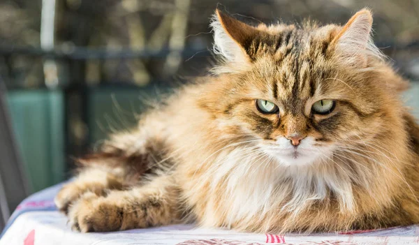 Adorable chat à poils longs de race sibérienne dans la détente. Hypoallergie — Photo