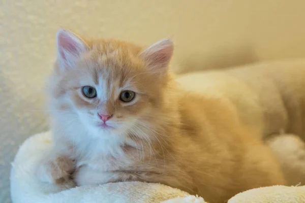 Entzückende langhaarige Katze sibirischer Rasse in Entspannung. Hypoallergie — Stockfoto