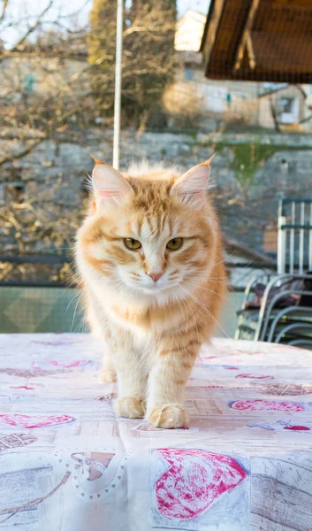 Entzückende langhaarige Katze sibirischer Rasse in Entspannung. Hypoallergie — Stockfoto