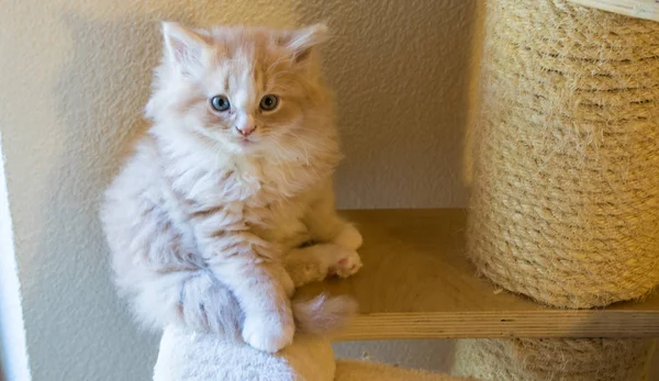 Relax Sibirya doğurmak çok sevimli uzun saçlı kedi. Hipoallerge