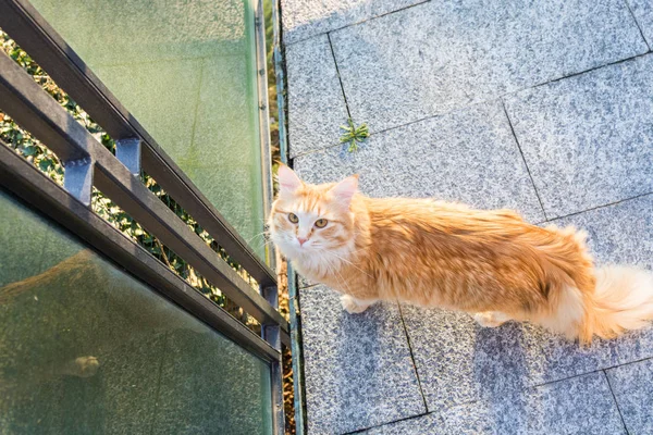 Adorable gato de pelo largo de raza siberiana en relajarse. Hipoalergía — Foto de Stock