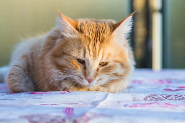 Adorable chat à poils longs de race sibérienne dans la détente. Hypoallergie — Photo