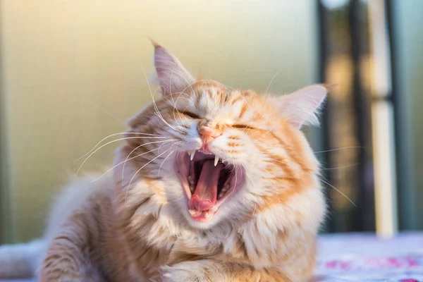 Entzückende langhaarige Katze sibirischer Rasse in Entspannung. Hypoallergie — Stockfoto