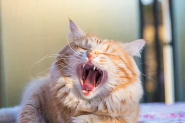 Relax Sibirya doğurmak çok sevimli uzun saçlı kedi. Hipoallerge