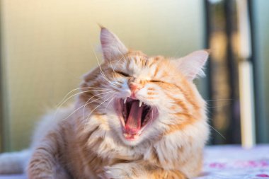 Relax Sibirya doğurmak çok sevimli uzun saçlı kedi. Hipoallerge