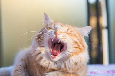 Relax Sibirya doğurmak çok sevimli uzun saçlı kedi. Hipoallerge